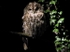 Tawny Owl (01)