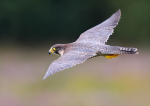 Peregrine Falcon