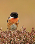 Stonechat (male) standing on flowering heather on Islay