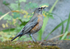American Robin