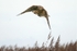 Female Hen Harrier,Louth