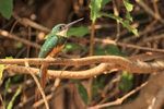 Rufous-tailed Jacamar, side view, Mato Grosso, Brazil