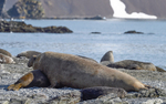 Big male elephant seal