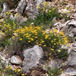 Horseshoe vetch (Hippocrepis comosa) 