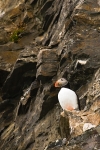 Puffin 7909