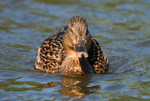 Mallard