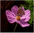 Painted Lady on Cosmos