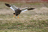Upland Goose (female) on final approach, Carcass Island, Falklands