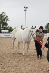 Class 317 - IH Pure Bred Horse-Pony portfolio