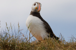 Puffin