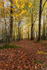Woodland Footpath