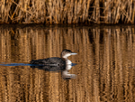 Great Northern Diver