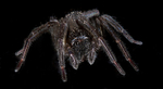 Black Lace Web Spider, Female