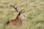 Red Deer