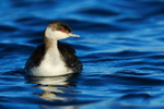 Slavonian Grebe frontal view, Farmoor Resrvoir
