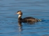 Great Crested Grebe