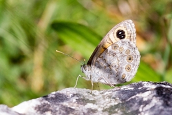 Large Wall Brown