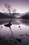 Lone tree, Llyn Padarn, Llanberis, North Wales