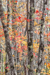 COLOUR - WEEK #42