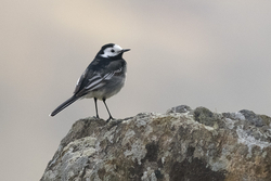 Pied Wagtail