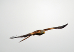 Red Kite