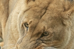 African Lions portfolio