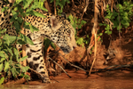 Jaguar enters river, Mato Grosso, Brazil