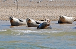 Common Seals