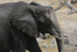 Elephant at the Mud Bath
