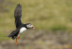 PUFFIN, ISLE OF MULL