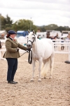 Class 411 - Prettiest Mare - (IH or Ridden Adult) portfolio