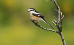 Masked Shrike
