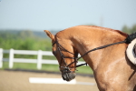 SBM_007357