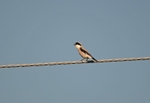 Lesser Grey Shrike