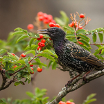 Starling
