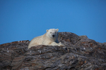 Polar bear  7856