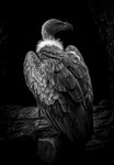 African White Backed Vulture-RLP43741