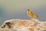 Meadow Pipit