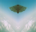 Moth