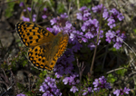 Dark Green Fritillary Butterfly, Isle of Mull, Scotland