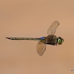 Vagrant Emperor (Anax ephippiger) M
