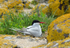 Arctic Tern