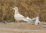 Glaucous Gull 1