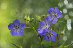 Flowers portfolio