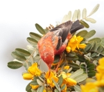 ‘I‘iwi at Kīpuka Kulalio - 3