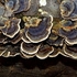 Rainbow bracket fungus (Trametes versicolor)