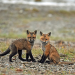 Red Fox Kits Vulpes Vulpes