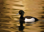 Tufted Duck