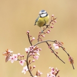 Spring Blue Tit