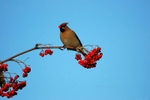 Waxwing